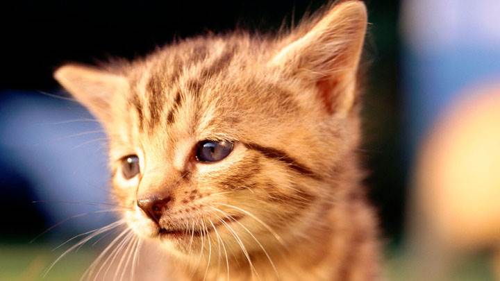 Sweet Cat Face Closeup